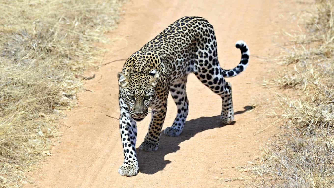 Buffalo Springs And Shaba National Reserve - Kenya, Africa